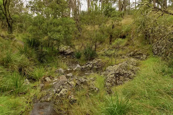 Wollomombi Falls (19)